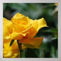Golden Yellow Rose Bud Poster