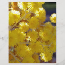 Golden Yellow wattle up close Flyers