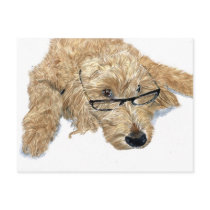 Goldendoodle Stella Postcard