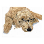 Goldendoodle Stella Postcard