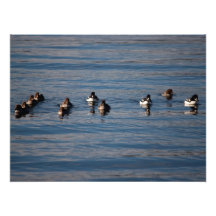 Goldeneyes de brouettes de BARGOL Photos Sur Toile