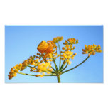 Goldenrod Crab Spider On Fennel Photo Print