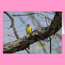 Goldfinch, Bright and Joyful cards