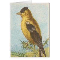 Goldfinch Greeting Cards