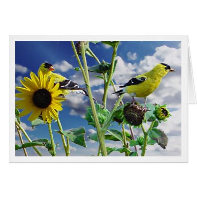 GoldFinch by brookhouse
