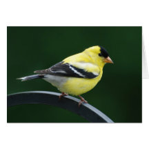 Goldfinch Card