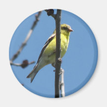 Goldfinch in a tree refrigerator magnets
