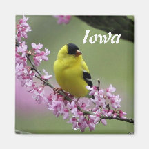 Goldfinch, Iowa State Bird  Magnet