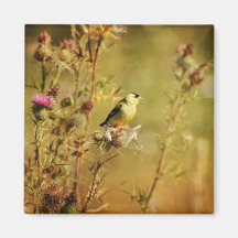 Goldfinch Photo Refrigerator Magnets