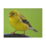 Goldfinch Postcard