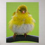 Goldfinch Print