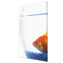 Goldfish in bowl on white background canvas prints