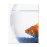 Goldfish in bowl on white background post card