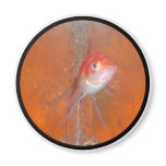 Goldfish Magnets