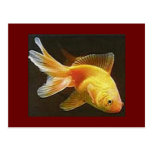 Goldfish Postcards