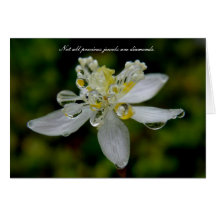 Goldthread with Dew on Unalaska Island Greeting Cards