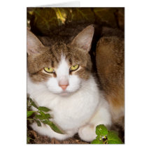 Goldy Greeting Card