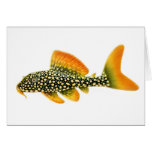 Goldy Sunshine Pleco Greeting Card