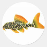 Goldy Sunshine Pleco Sticker