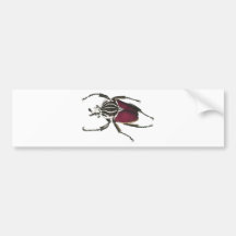 Goliath Beetle Bumper Sticker