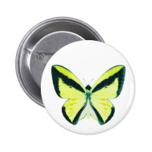 Goliath Birdwing Butterfly with Name Buttons