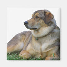 Good Dog Refrigerator Magnet