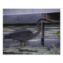 Good Heron Hunting Photo Print