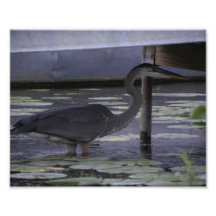 Good Heron Hunting Photo Print
