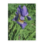Good Measure Flag, (Iris) flowers Postcard
