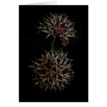 Goodnight II Greeting Cards