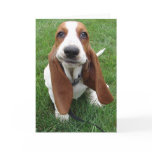 Goofy Basset Hound Greeting Card