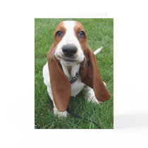 Goofy Basset Hound Greeting Card