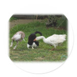 Goose and Cat and Dog 9P31D-67 stickers