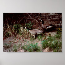 Goose Camp Site Print