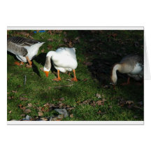 Goose Cards
