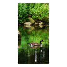 Goose Floating on Pond Photo Cards