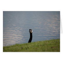 Goose Greeting Cards