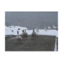gooses walking post cards