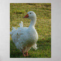 Goosey Posters