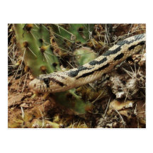 Gopher Snake Blank Post Card