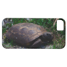 Gopher Tortoise