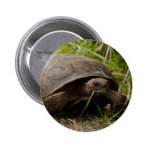 Gopher Tortoise Eats Lunch Button