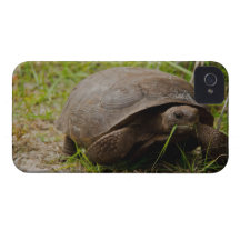 Gopher Tortoise Eats Lunch iPhone 4 Covers