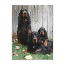 Gordon Setter Generations Postcard