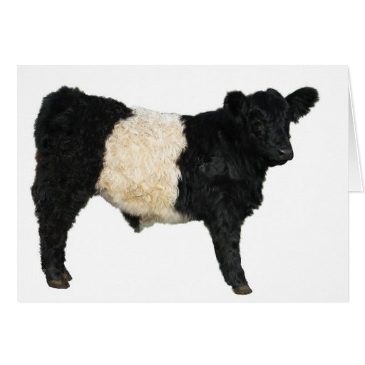 Gorgeous Belted Galloway Steer Cutout Card