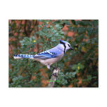Gorgeous Blue Jay postcards
