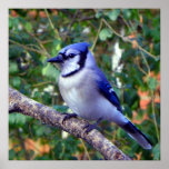 Gorgeous Blue Jay posters