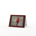 Gorgeous Cardinal Photo- Thank You Note Card