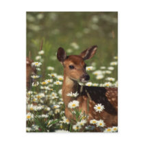 Gorgeous Fawn Post Card