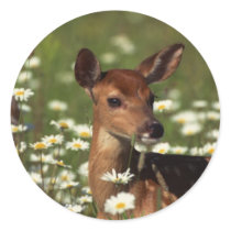Gorgeous Fawn Stickers